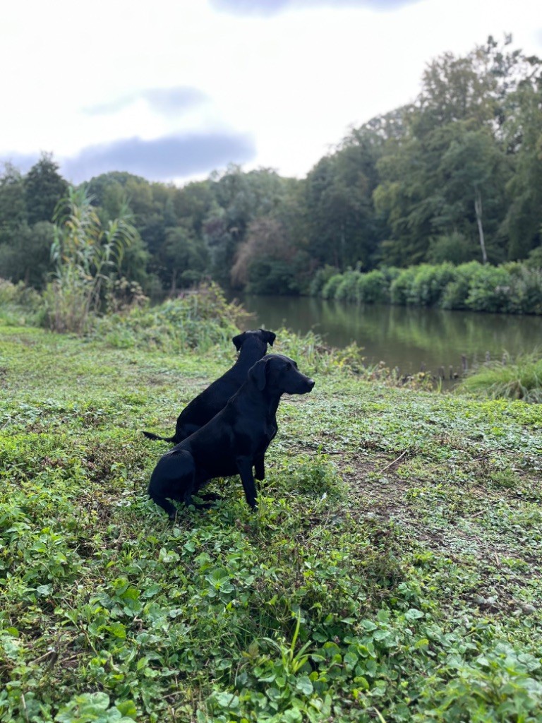 Teal Des Tourbieres De La Souche