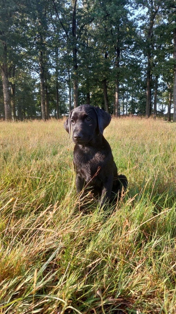 From The Forge Of The Black Star - Chiot disponible  - Labrador Retriever