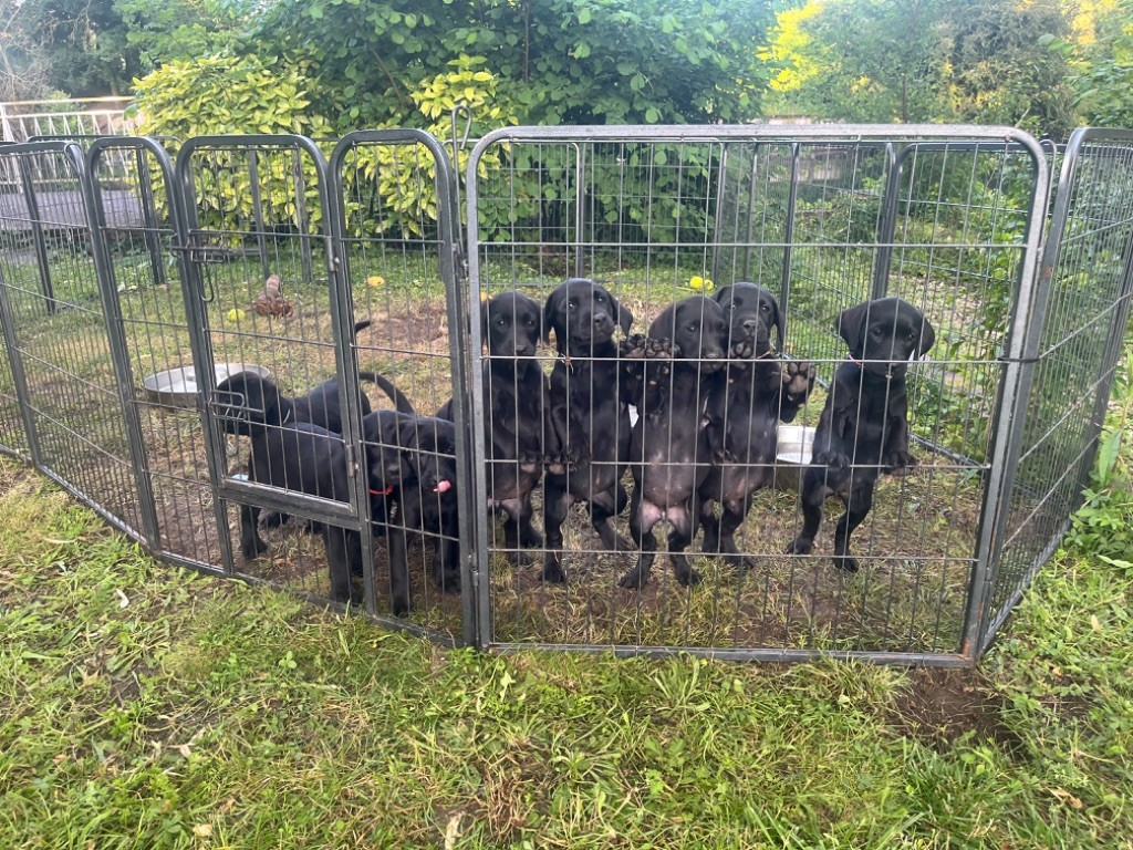 chiot Labrador Retriever From The Forge Of The Black Star