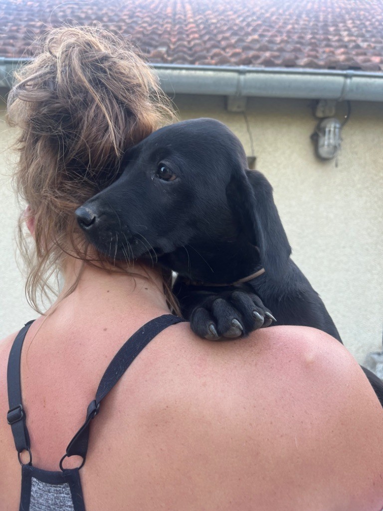 From The Forge Of The Black Star - Chiots disponibles - Labrador Retriever